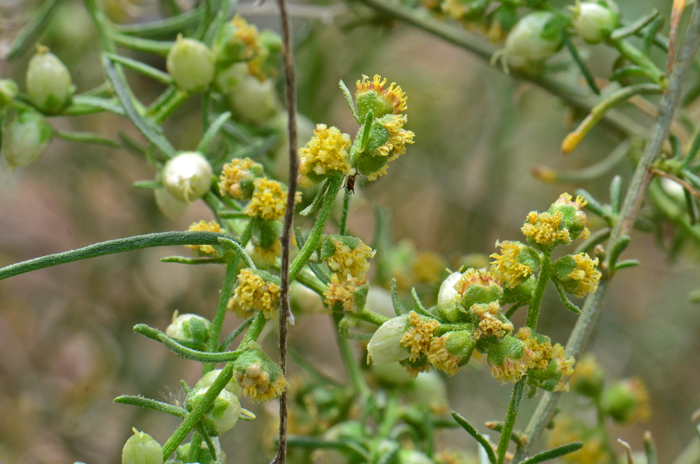 Cheesebush has both male and female flowers on the same plants. The flowers are yellow or white both fading to white or a pearly white. Unlike other members of the genus, Cheesebush male and female flowers are found in the same clusters. Flowers in the photograph are primarily male flowers (white pearl buds belong to female flowers. Ambrosia salsola 